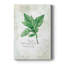Basilic frais - galerie Cavas sur mesure-1958839922