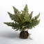 11'' Faux Fern Plant in Freestanding