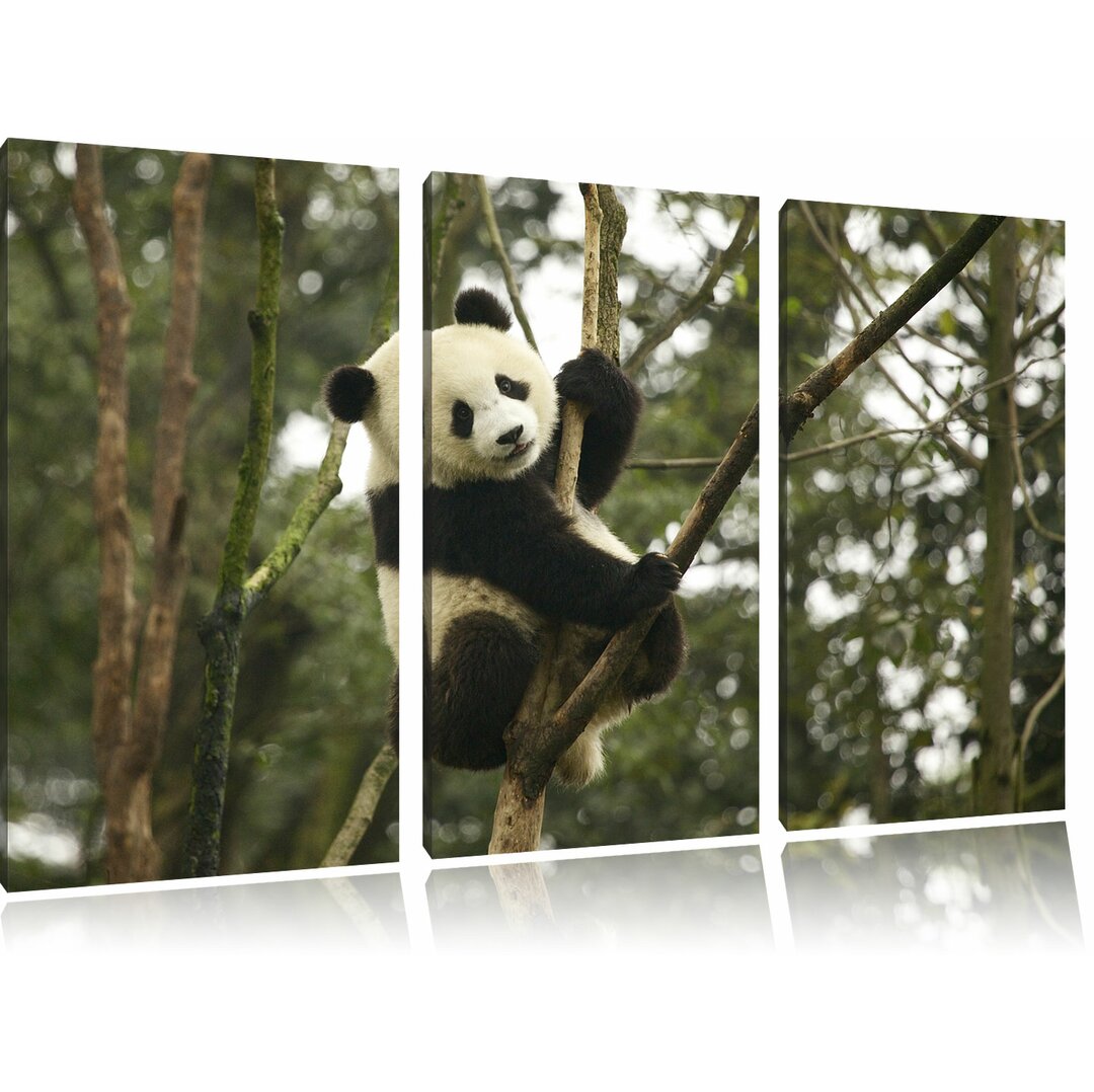 3-tlg. Leinwandbilder-Set „Niedlicher Pandabär auf Baum B“, Fotodruck