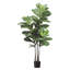 70" Fiddle Leaf Plant