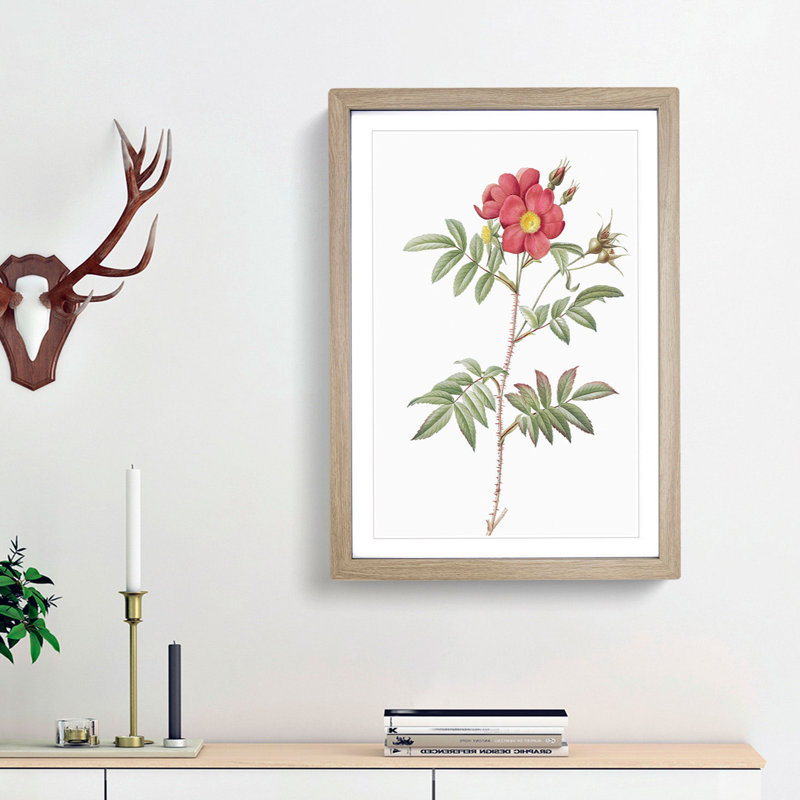 Red-Leaved Rose by Pierre-Joseph Redoute - Picture Frame Painting Print, Oak Framed, 36cm H x 27cm W x 2cm D
