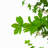 76" Artificial Enkianthus Tree With Pot