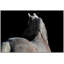 Horse Shadows Print by StudiObjet