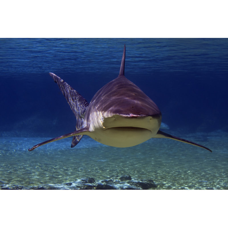" Big Shark UnderWater " by Qldian, 30" W x 20" H