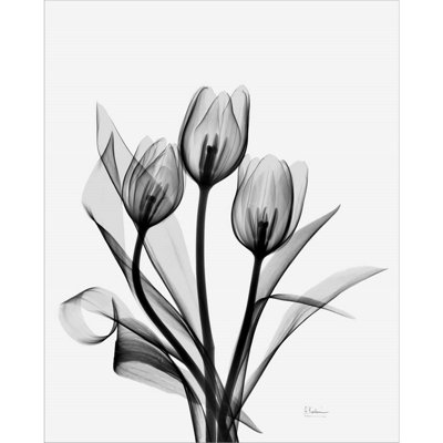 " Three Gray Tulips H14 " by Albert Koetsier