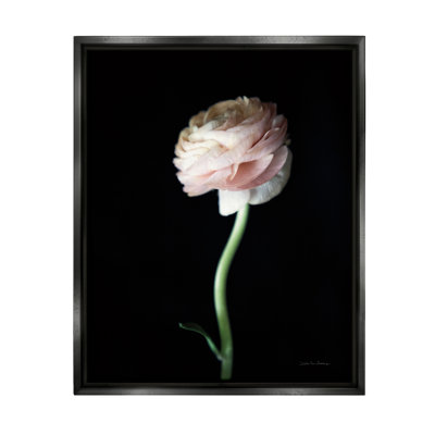 Aw-985 - Photographie de fleur de renoncule encadrée par Debra Van Swearingen, photographie