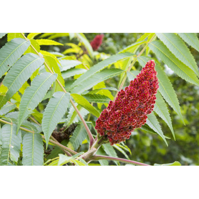 Sumac by Jerryhopman - Wrapped Canvas Print