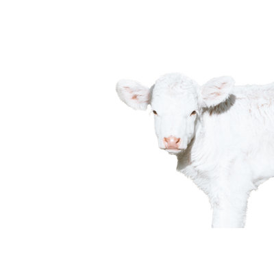 White Calf - Wrapped Canvas Art Prints