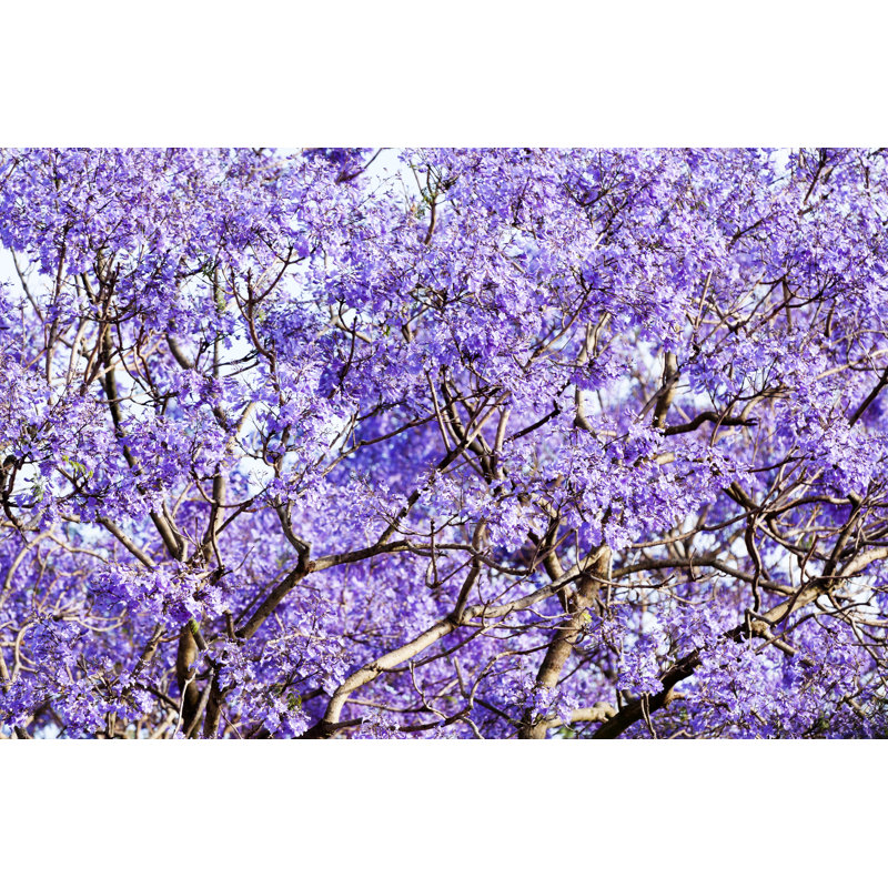Jacaranda Tree Purple Blossoms In Spring Time by Imamember - No Frame Print on Canvas, 61cm H x 91cm W