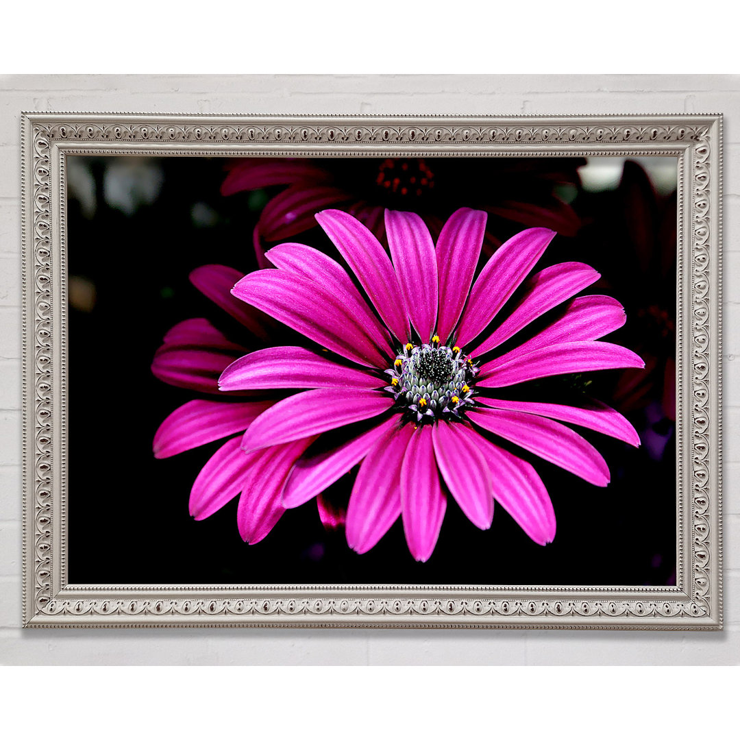 Cerise Daisy Petals - Druck