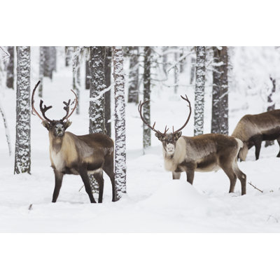 Reindeer - Wrapped Canvas Print