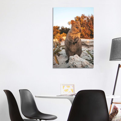 Sunset Quokka On Rottnest Island 1 Piece Wrapped Canvas Wall Art