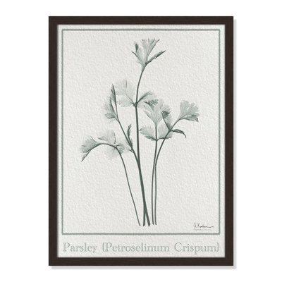 Jeanette "Parsley II" Print by Albert Koetsier