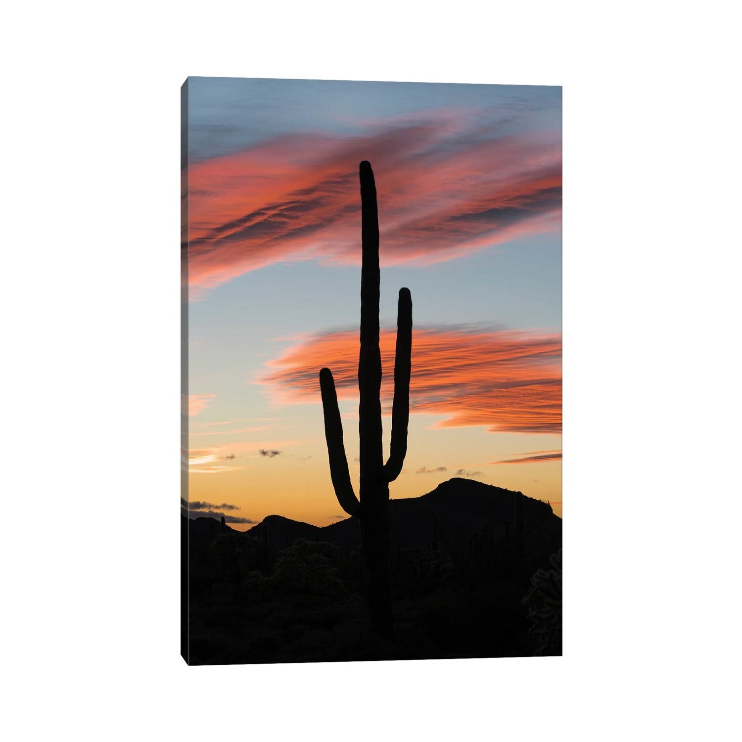 Saguaro Cactus At Sunset, Organ Pipe Cactus National Monument, Arizona On  Canvas by Jeff Foott Print