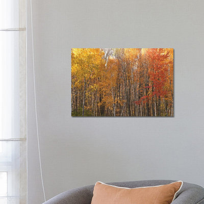 Stand Of Color by Brian Wolf - Wrapped Canvas Print