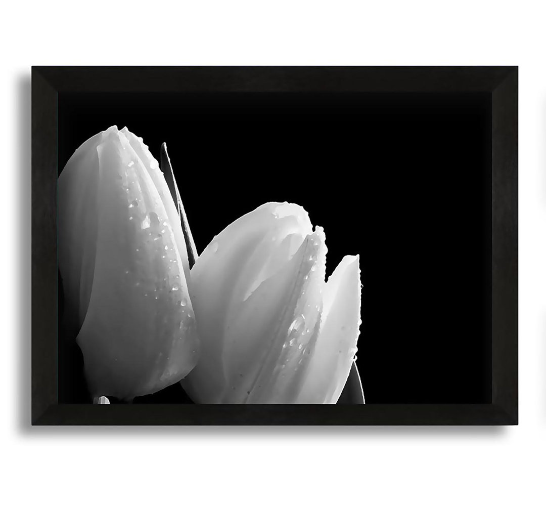 Gerahmtes Leinwandbild Black and White Tulip Beautys