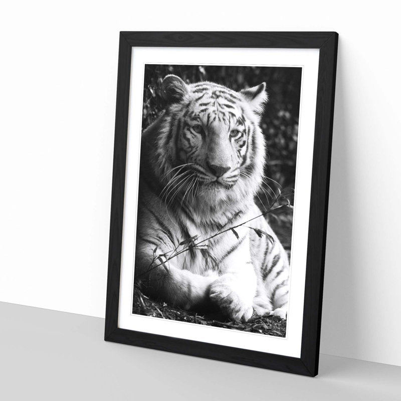 White Tiger Framed Photographic - Framed Print, Black