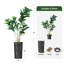 Arbre artificiel en pot moderne, Ficus lyrata, plante en soie, faux arbre d'extérieur-97704338-138916949
