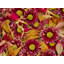 Study In Petals Print by Harold Davis-71199941-71199942