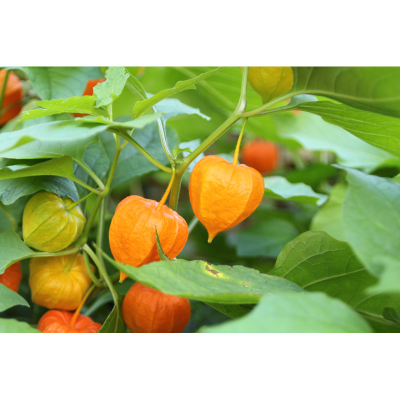Physalis Alkekengi by Pejft, 12" H x 18" W