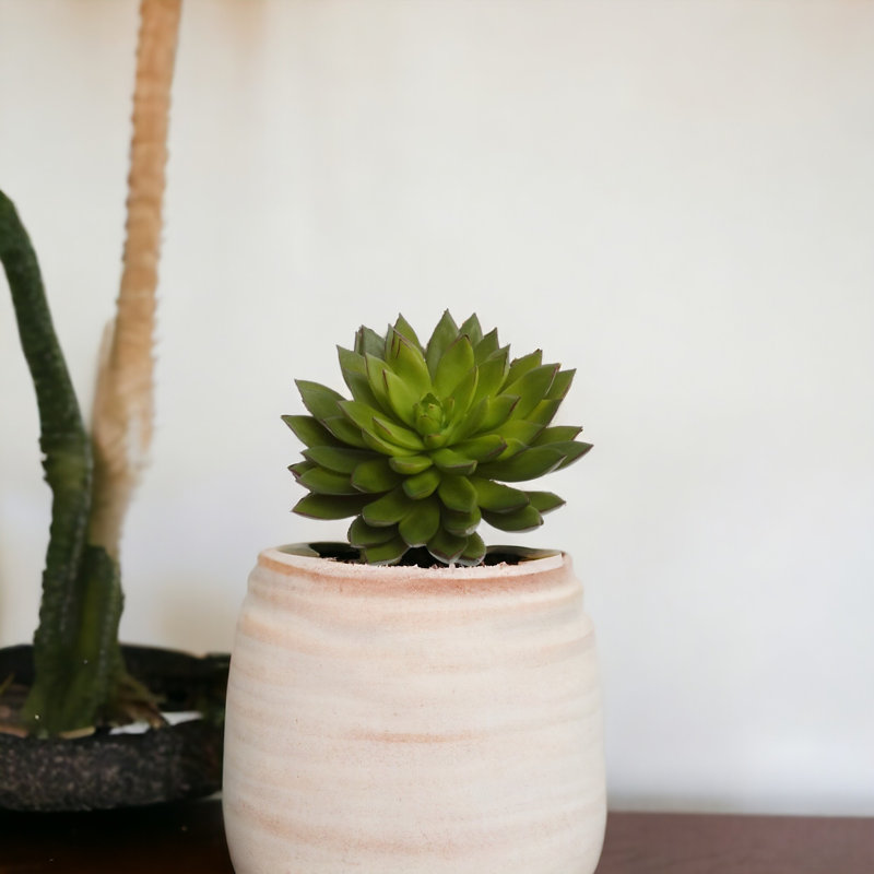 Sharpe 8" Tall Artificial Succulent
