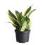 Live Laurentii Snake Plant-49662173