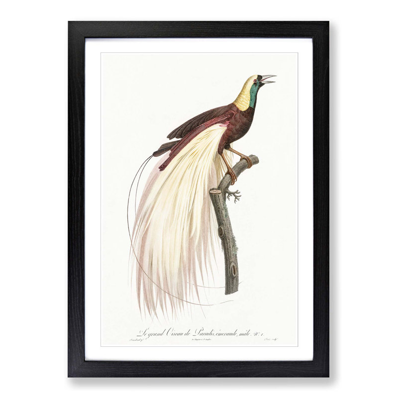 Emperor Bird of Paradise by Jacques Barraband - Picture Frame Painting Print, Black Framed, 65cm H x 48cm W x 2cm D