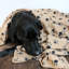 Albie Outdoor Pet Blanket-66137814