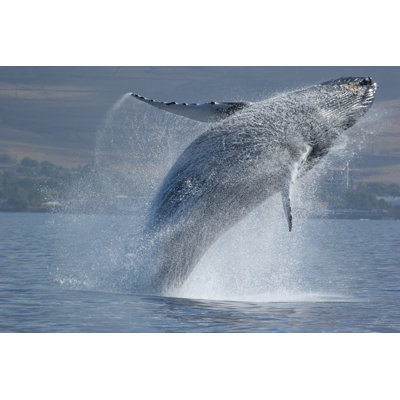 Breach Sequence par Adwalsh