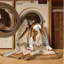 Tapis lavable Cirneco dell'Etna Dogs-284772962
