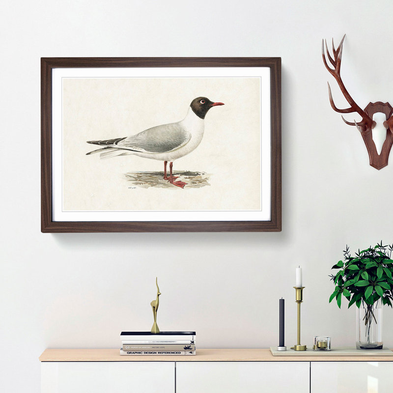 Male Black-Headed Gull by Von Wright - Framed Print, 27cm H x 36cm W x 2cm D, Walnut Framed