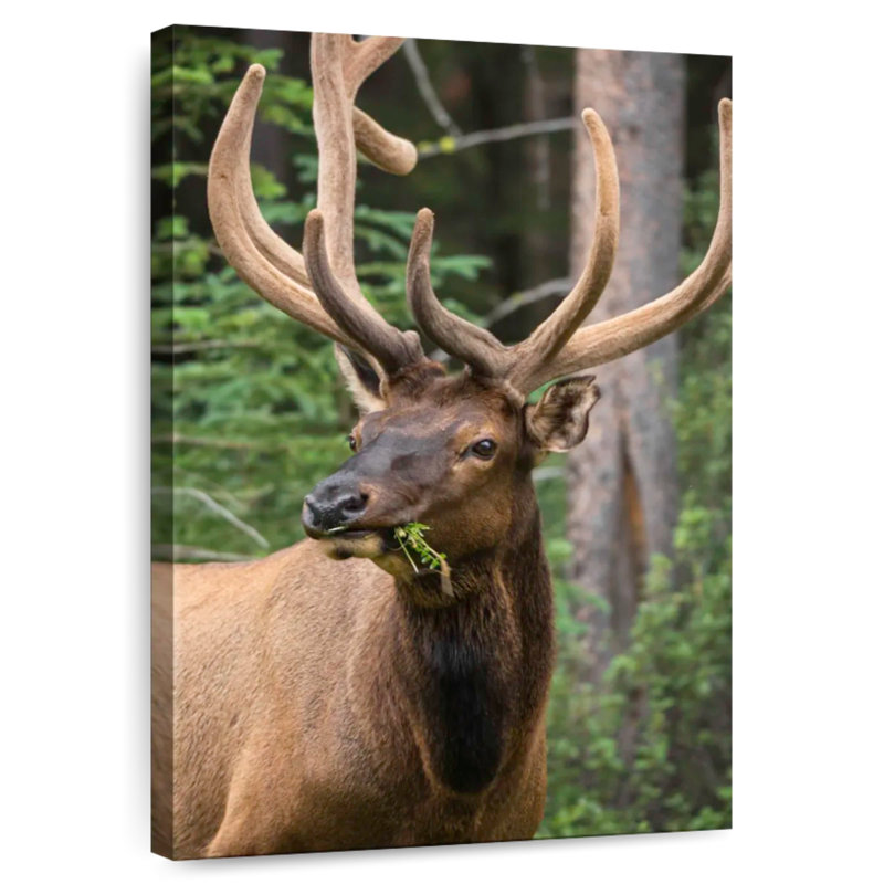 Brampt Wapiti Elk, 30" H x 20" W