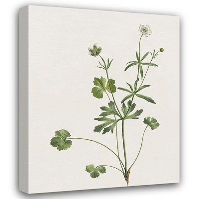 «Red Barrel Studio®», art sur toile tendue Donovan, Kelly Gallery: Wispy Botanical II