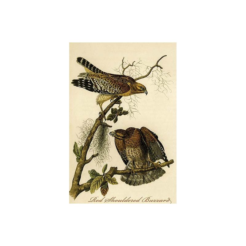 « red epauleed buzzard », impression, H 36 po x l 24 po x P 1,5 po