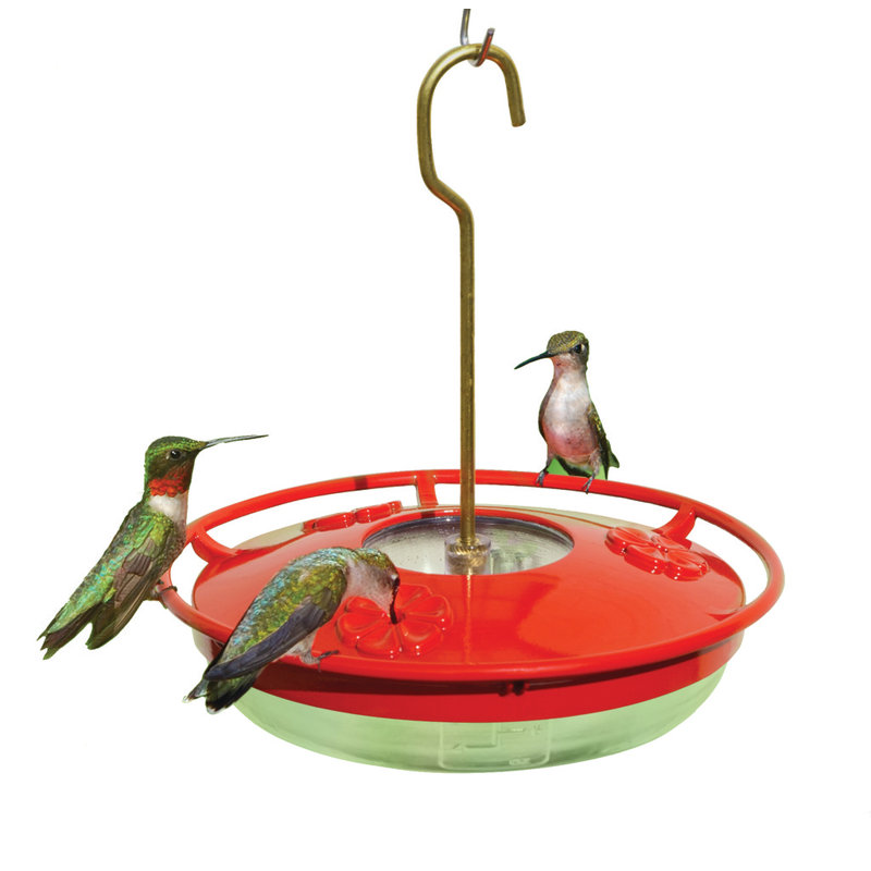 Mangeoire haut de vue hummingbird