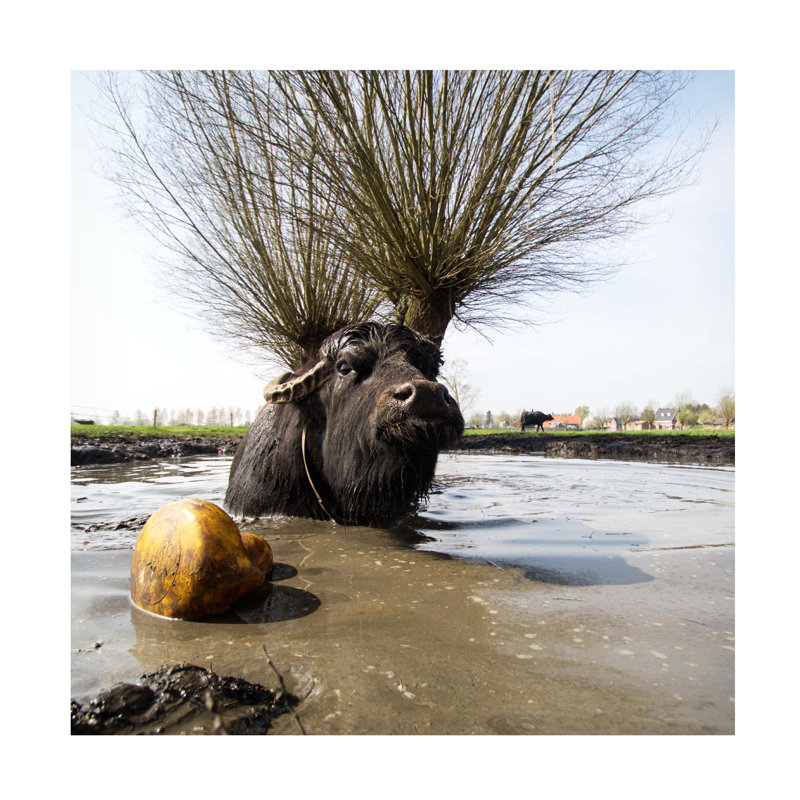 Gert Van Den Do You Like My New Antler? Art sur toile, H 14 po x l 14 po