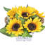 11,8 Plante