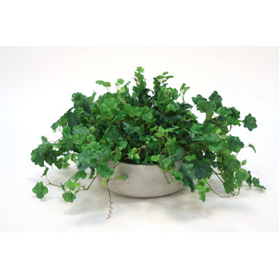 Geranium buisson plante en pot