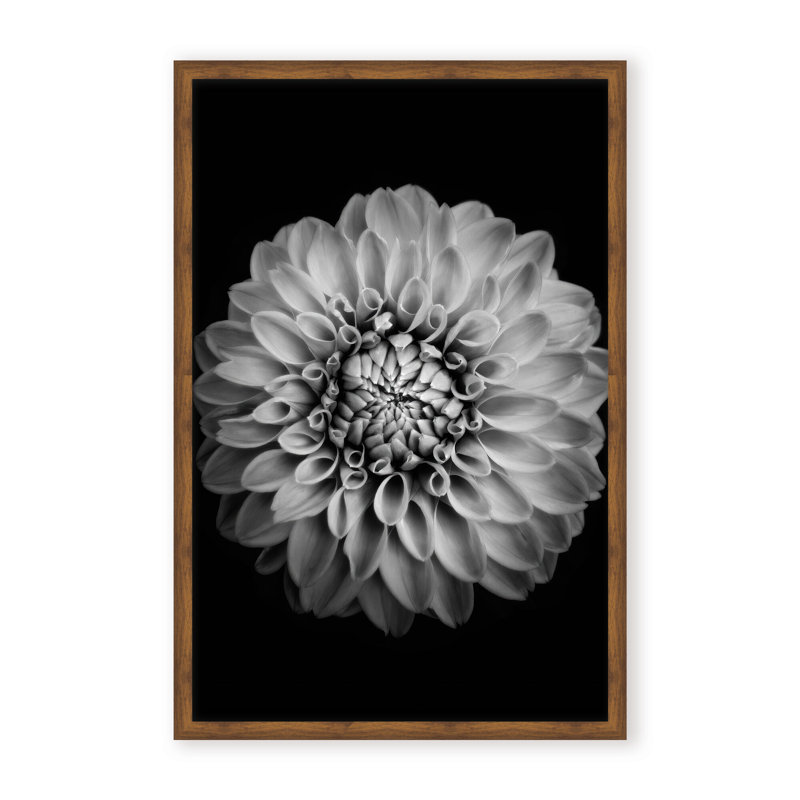 Nature Inspired Marigold by  - Picture Frame Photograph on Paper, 48" H x 32" W x 1.125" D, Black, Framed Matted Print