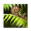 Fern Branch! Print