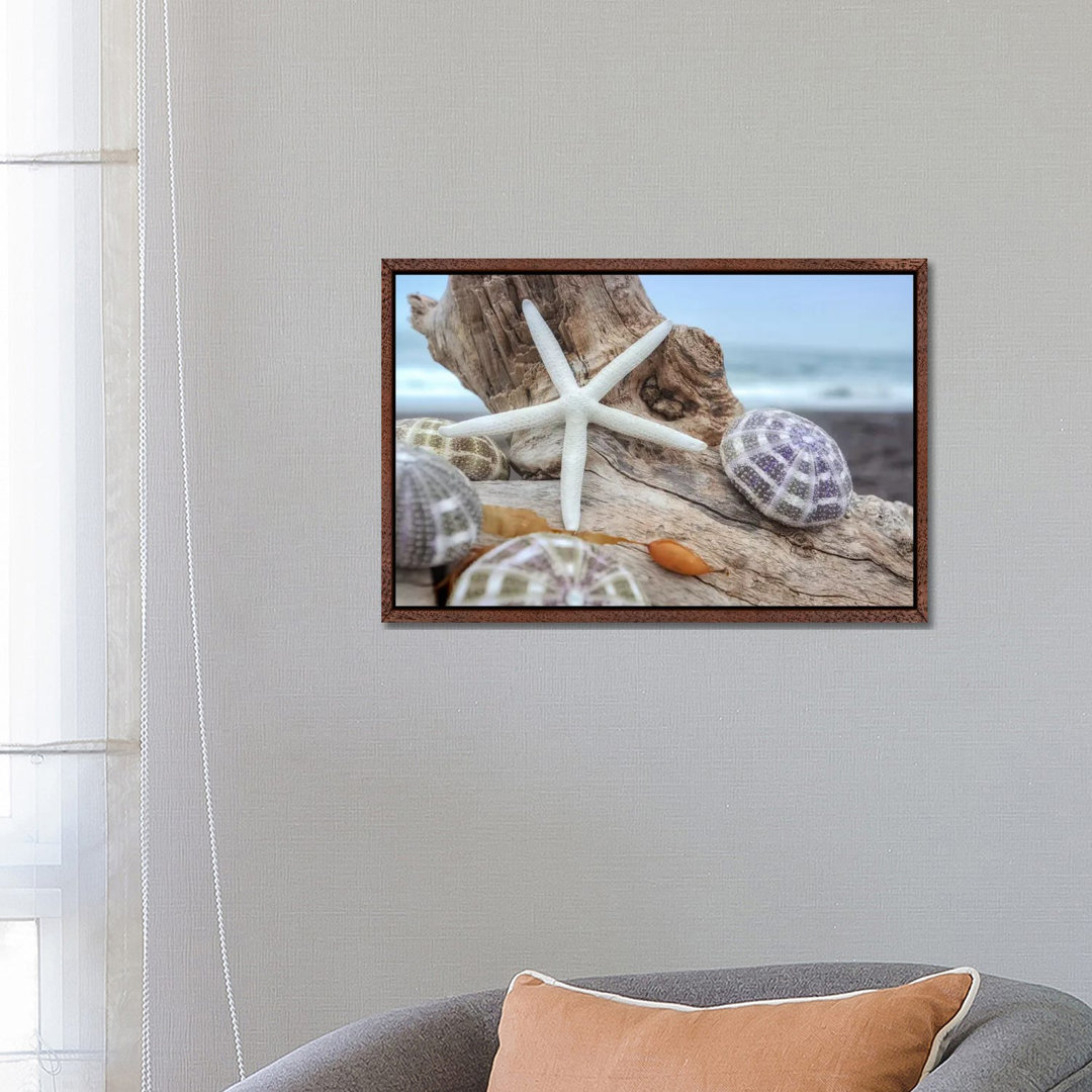 Leinwandbild Crescent Beach Shells VII von Alan Blaustein