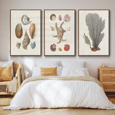 Knorr Shells & Coral I, ensemble de 3 toiles encadrées sur toile
