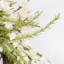 26" Forsythia Spring Wreath