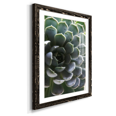 Zen Succulent I - reproduction de photo sur papier encadrée