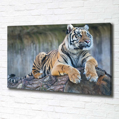Tiger - Wrapped Canvas Print
