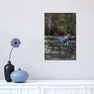 USA, Washington State. Male Wood Duck (Aix Sponsa) Flaps Its Wings on Union Bay in Seattle. 1 Piece Wrapped Canvas Wall Art