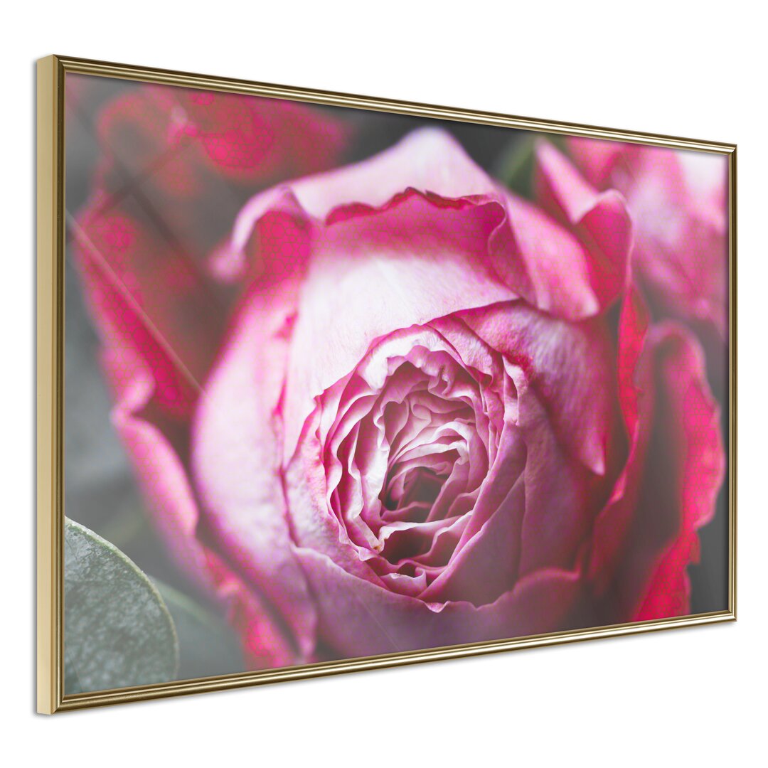 Gerahmtes Poster Blooming Rose