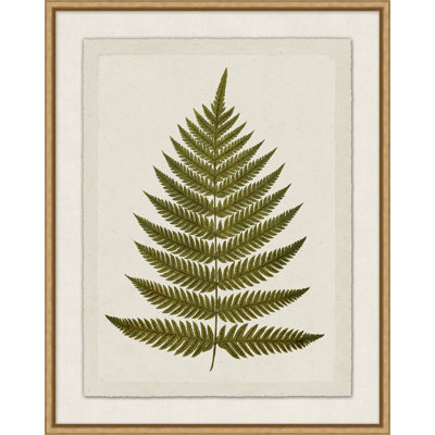 Presses à plantes 5
