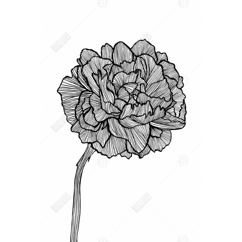 «Peony Line» sur toile