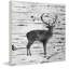 « cerf bouleau écorce » par amanda greenwood, reproduction d’art sur bois blanc-17716529
